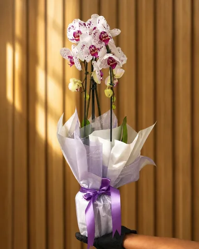 Orquídea